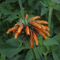 Leonotis nepetifolia (L.) R.Br.